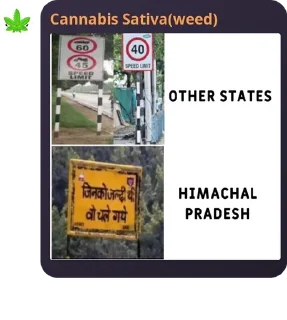 Sticker from Weed ka pack 👁️👄👁️