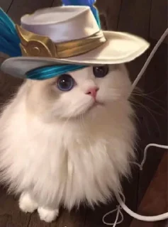 🎭 emoji Kucing AOV Telegram sticker 5 of 40