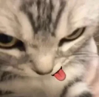 😛 emoji @persekontoll cimocimoci Telegram sticker 17 of 34