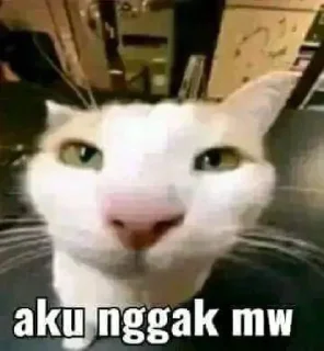 🗿 emoji punya jel @jellydrinkzz Telegram sticker 12 of 95