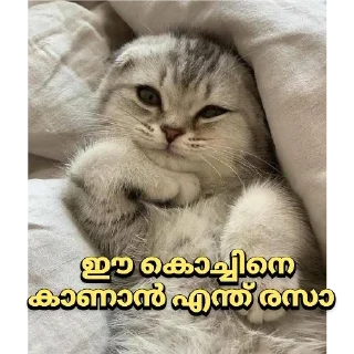 🤓 emoji @Archana_38 Pack 38✨🥂 Telegram sticker 24 of 120