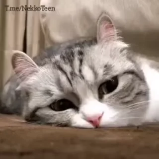 😴 emoji Cattos @NekkoTeen Telegram sticker 10 of 32