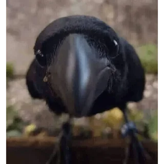 🐦 emoji Keralagamers set Telegram sticker 23 of 51