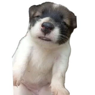 🐶 emoji apaya Telegram sticker 16 of 31