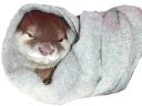 👳 emoji Cute Otter Telegram sticker 12 of 120
