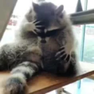 🙈 emoji raccoon Telegram sticker 20 of 35