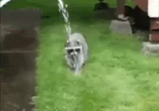 ⛲ emoji raccoon Telegram sticker 22 of 35