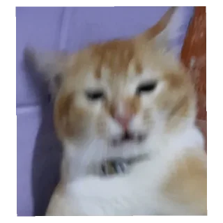 🐱 emoji leow ngab Telegram sticker 3 of 9