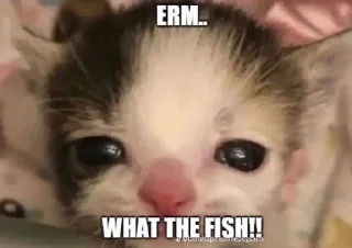 🌟 emoji catto @kinemmia’s Telegram sticker 14 of 102