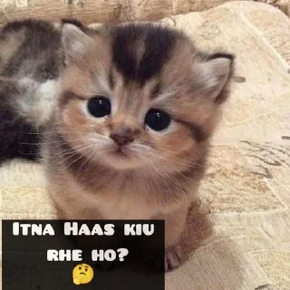 ⭐️ emoji 𝐌𝐫. 𝐂𝐚𝐭 🐱 • @Im_MrCatmew Telegram sticker 8 of 33