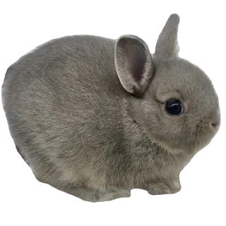 🫥 emoji 可愛い動物たちのステッカー @Gatsby_News @chonglang8 Telegram sticker 22 of 45