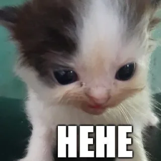 😹 emoji Silly cats! x3 — @KElJll Telegram sticker 1 of 29