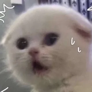 😥 emoji Silly Cats Telegram sticker 8 of 32