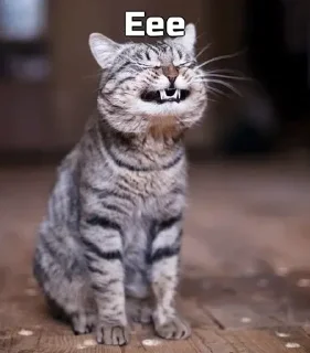 😁 emoji Funny cat [ @OWNER_OF_S0UL ] Telegram sticker 7 of 79