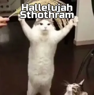 😂 emoji Funny cat [ @OWNER_OF_S0UL ] Telegram sticker 21 of 79