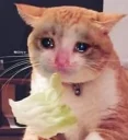 Sticker from Funny Cat
