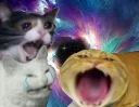 Sticker from Funny Cat