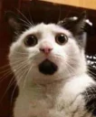 Sticker from Funny Cat