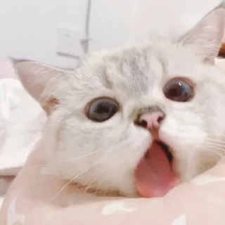 😼 emoji kucim eji Telegram sticker 9 of 28