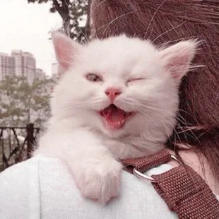 🐱 emoji ⋆ 𝓜eong @namaplanet Telegram sticker 24 of 44