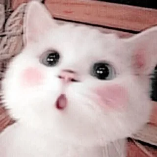 🐱 emoji ⋆ 𝓜eong @namaplanet Telegram sticker 3 of 44