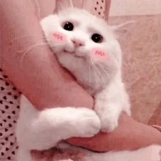 🐱 emoji ⋆ 𝓜eong @namaplanet Telegram sticker 6 of 44