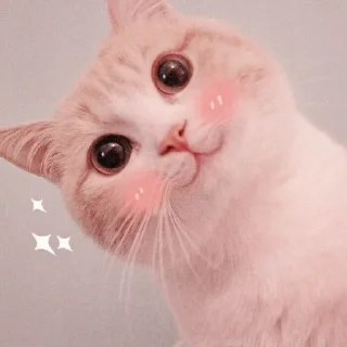 🐱 emoji ⋆ 𝓜eong @namaplanet Telegram sticker 8 of 44