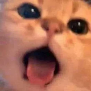 👀 emoji Cat funny Telegram sticker 23 of 25