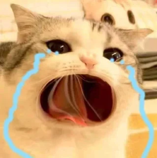 😭 emoji Cat funny Telegram sticker 11 of 25