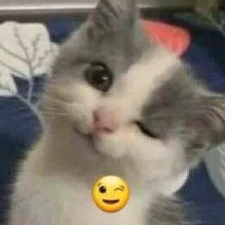 🙀 emoji cccat @dottorevs Telegram sticker 15 of 30
