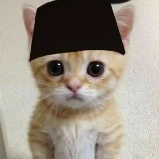 🐱 emoji dudul Telegram sticker 12 of 17