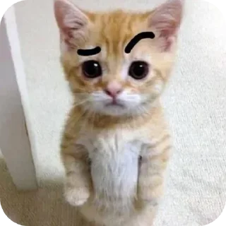 🤨 emoji caa Telegram sticker 7 of 24