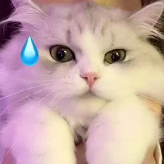 😅 emoji Cat48-丢丢✧٩(ˊωˋ*)و✧ Telegram sticker 15 of 69