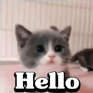 😀 emoji Cute Cats 😻😻 Telegram sticker 1 of 23