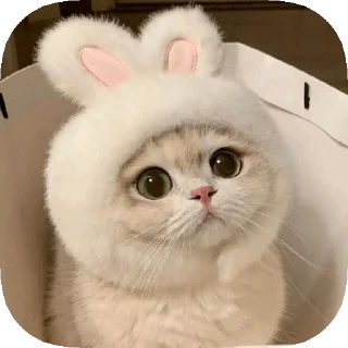 🥺 emoji 𝙊𝙥𝙨 ! 𝙈𝙮 𝙎𝙩𝙞𝙘𝙠𝙚𝙧 : 𝘼𝙡𝙥𝙝𝙖 Telegram sticker 24 of 50