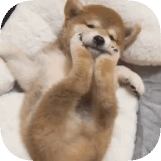 🐶 emoji 𝙊𝙥𝙨 ! 𝙈𝙮 𝙎𝙩𝙞𝙘𝙠𝙚𝙧 : 𝘼𝙡𝙥𝙝𝙖 Telegram sticker 6 of 50