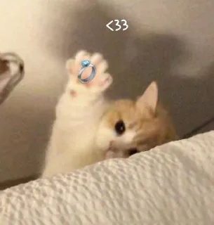 💍 emoji Cute cats Telegram sticker 15 of 27
