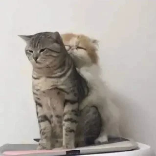 🫂 emoji Cute cats Telegram sticker 8 of 27