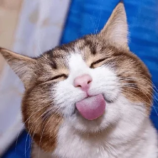 😹 emoji Jangan lupa senyum :) Telegram sticker 19 of 28