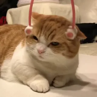 🐱 emoji @AnnihilusOP 𒆜 Vol. 1 (Video) Telegram sticker 23 of 92