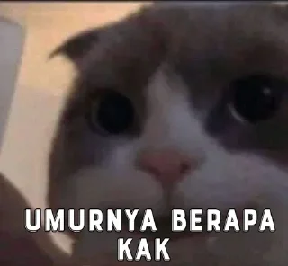 ❓ emoji @Si_Akmal Kocheng unyu Telegram sticker 6 of 88