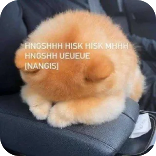 🐶 emoji Kocheng by Abell imut pacar heeseung Telegram sticker 17 of 98