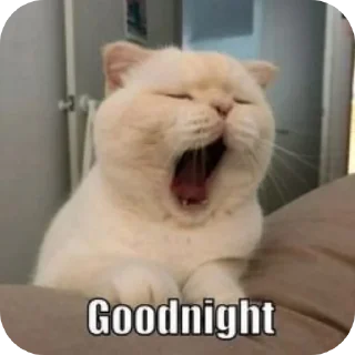 🐱 emoji Kocheng by Abell imut pacar heeseung Telegram sticker 7 of 98