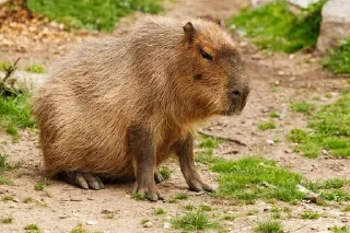 🌟 emoji Capybara Telegram sticker 6 of 42