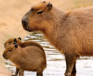 🌟 emoji Capybara Telegram sticker 20 of 42