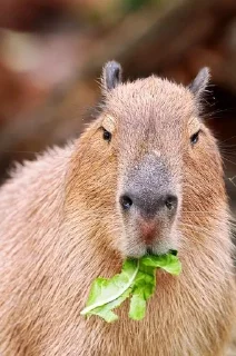 🌟 emoji Capybara Telegram sticker 24 of 42