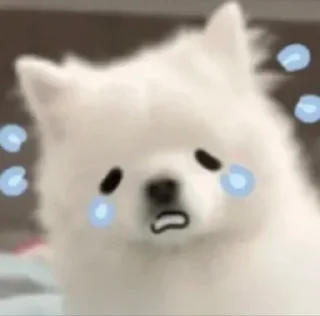 Sticker from SHURA'S dog