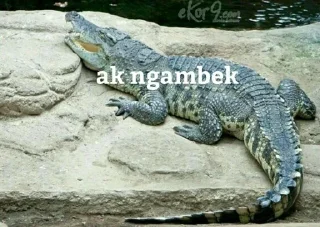 🐊 emoji elang anjg Telegram sticker 8 of 41