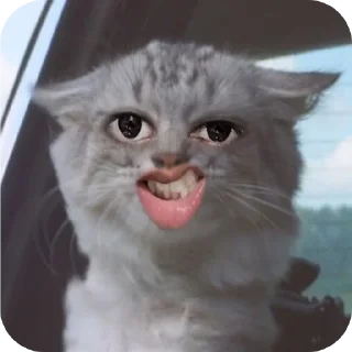 🐱 emoji Shawtyy Telegram sticker 22 of 85