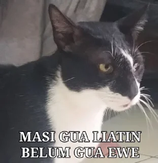 🐱 emoji meng pandu ft ejar Telegram sticker 10 of 11